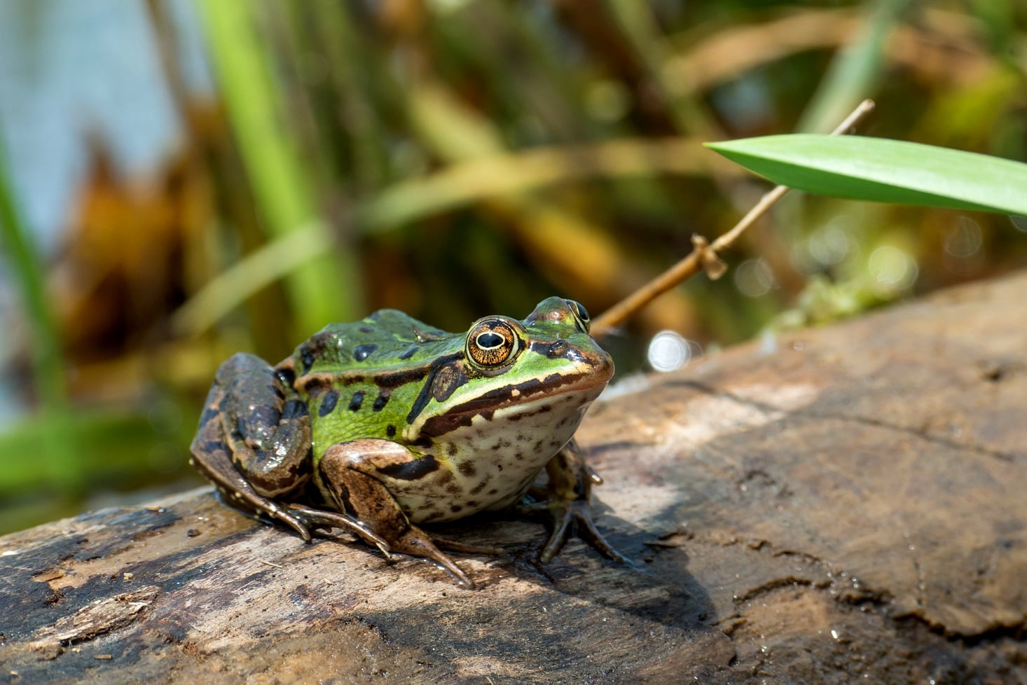 Frosch auf Baumast