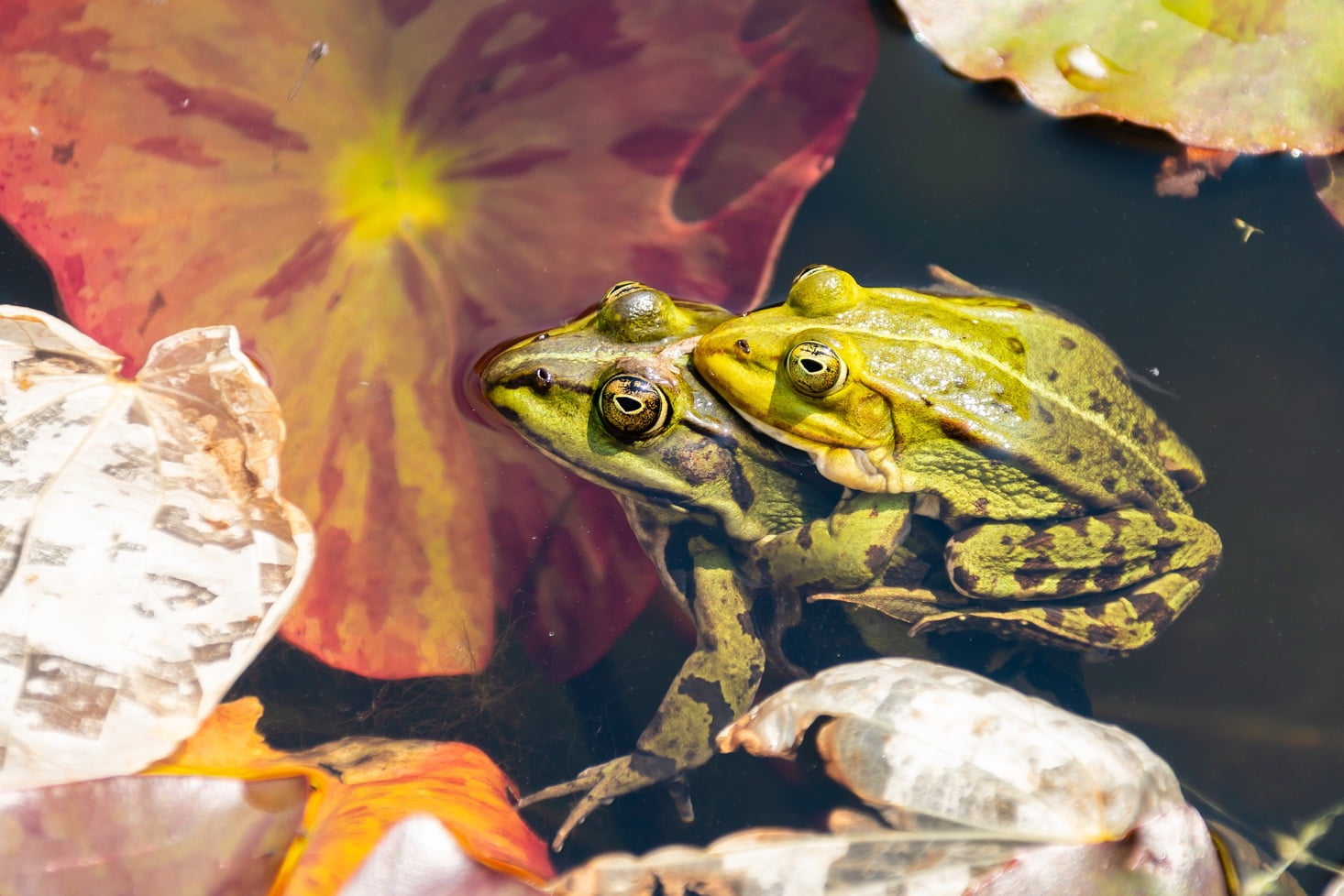 Frösche Männchen auf dem Rücken des Weibchens