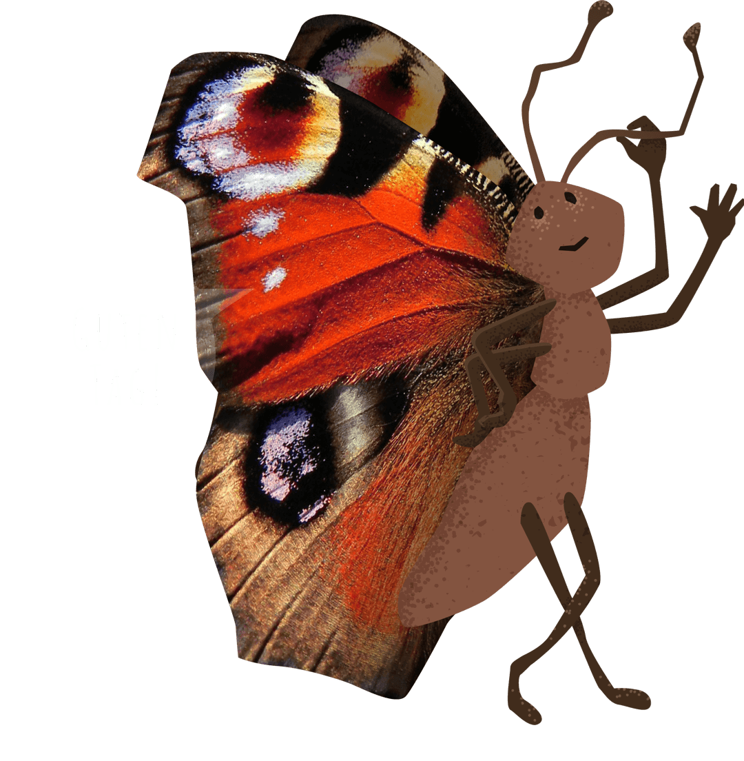 Illustration Schmetterling